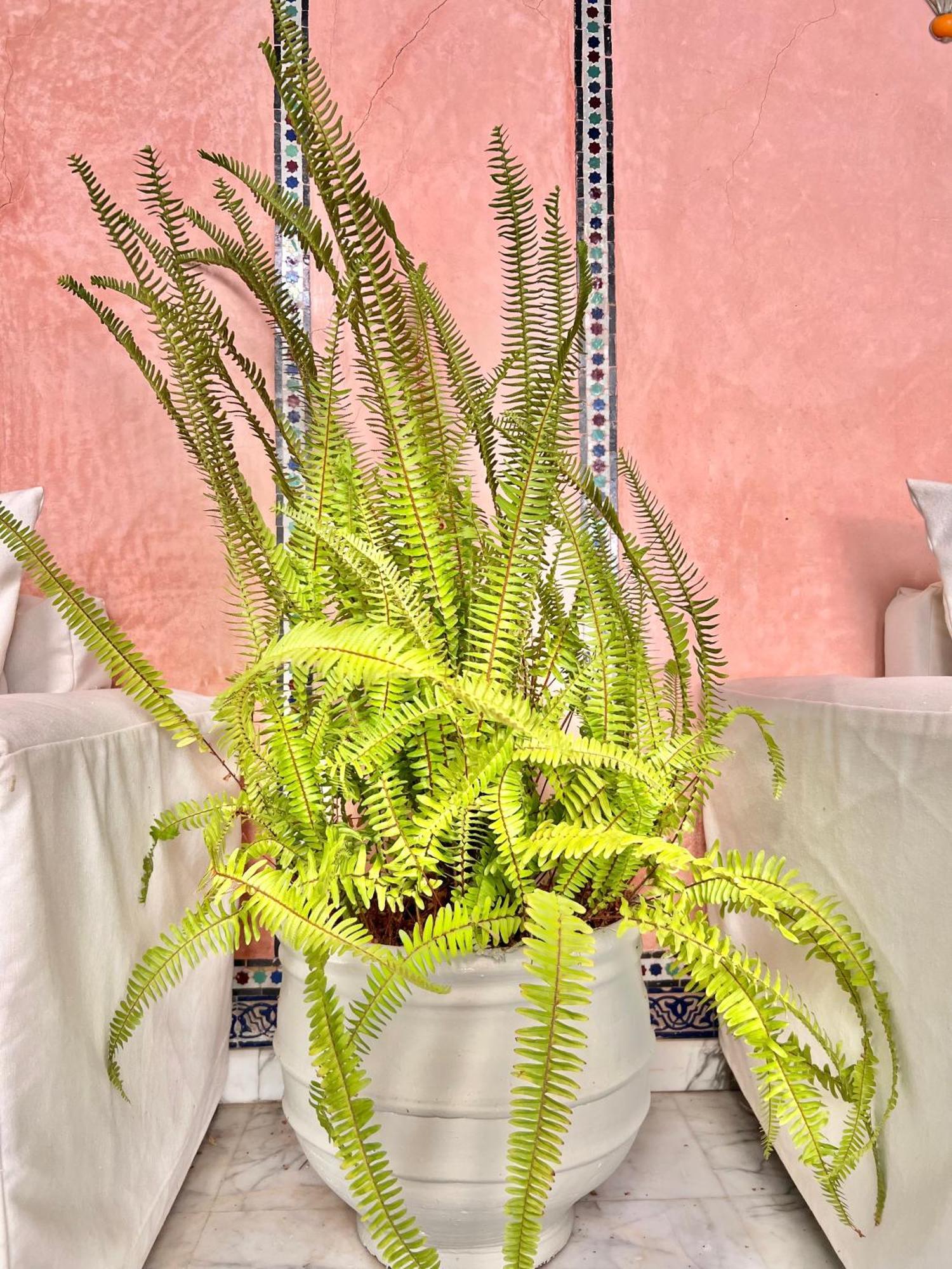 Riad Azad & Spa Marrakesz Zewnętrze zdjęcie